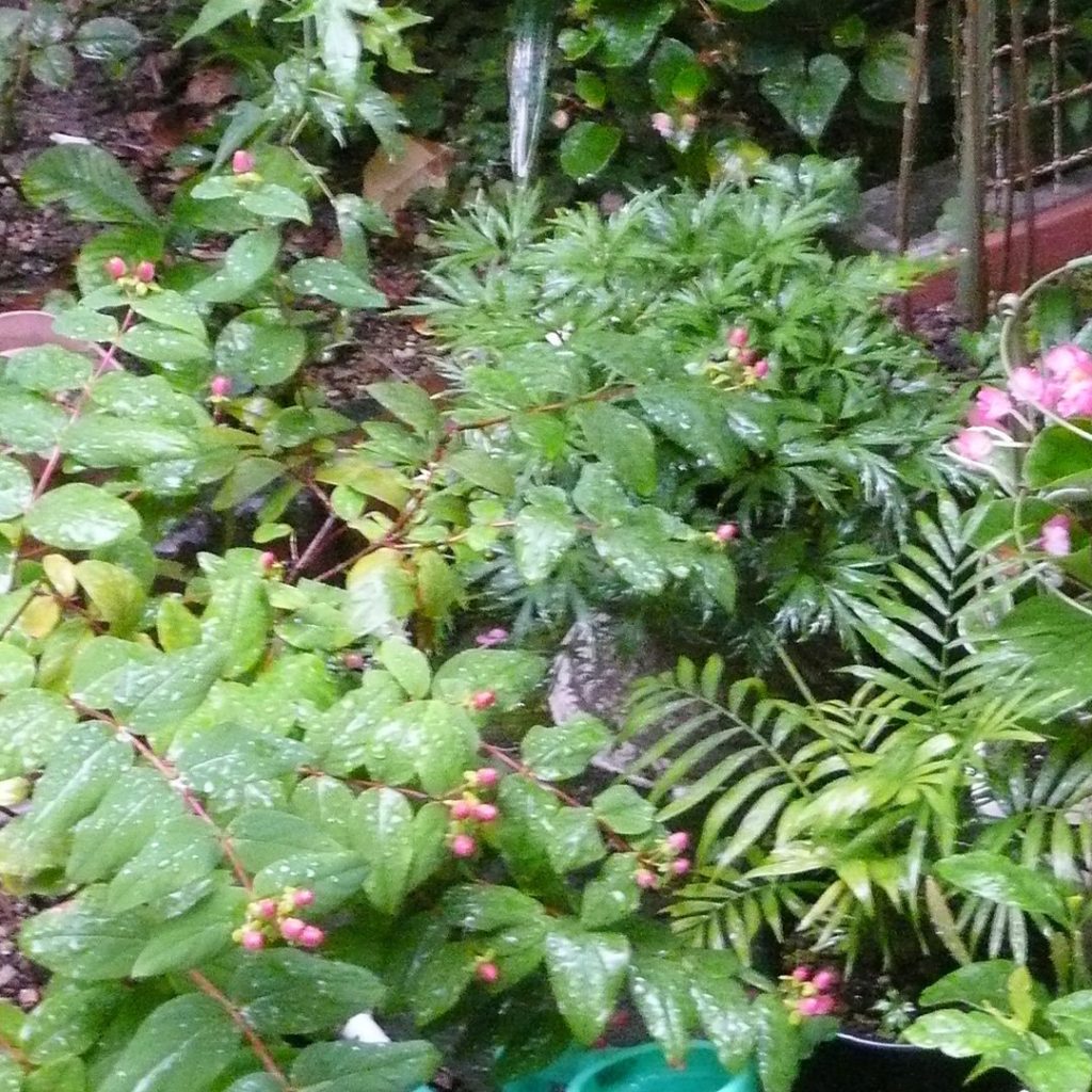 雨降りの庭