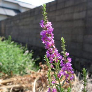 病気ってお金がかかる