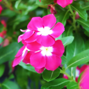 風邪を召されないように