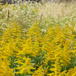 職場でインフルエンザ発生