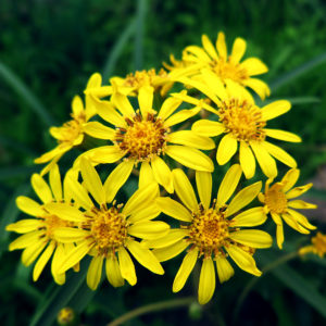 三連休の最終日