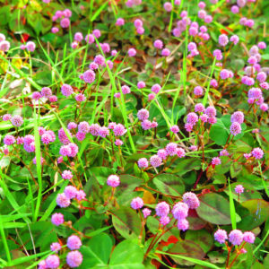 来週はもう、クリスマス