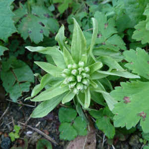 春は近いのに新型コロナウイルスが・・・