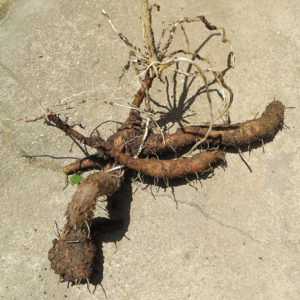 花壇から出てきた高級食材の自然薯