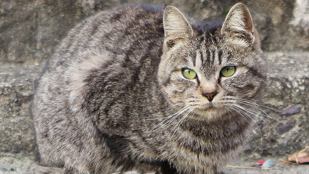 猫