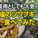 ツワブキと葛の新芽を料理して食べた