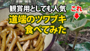 ツワブキと葛の新芽を料理して食べた