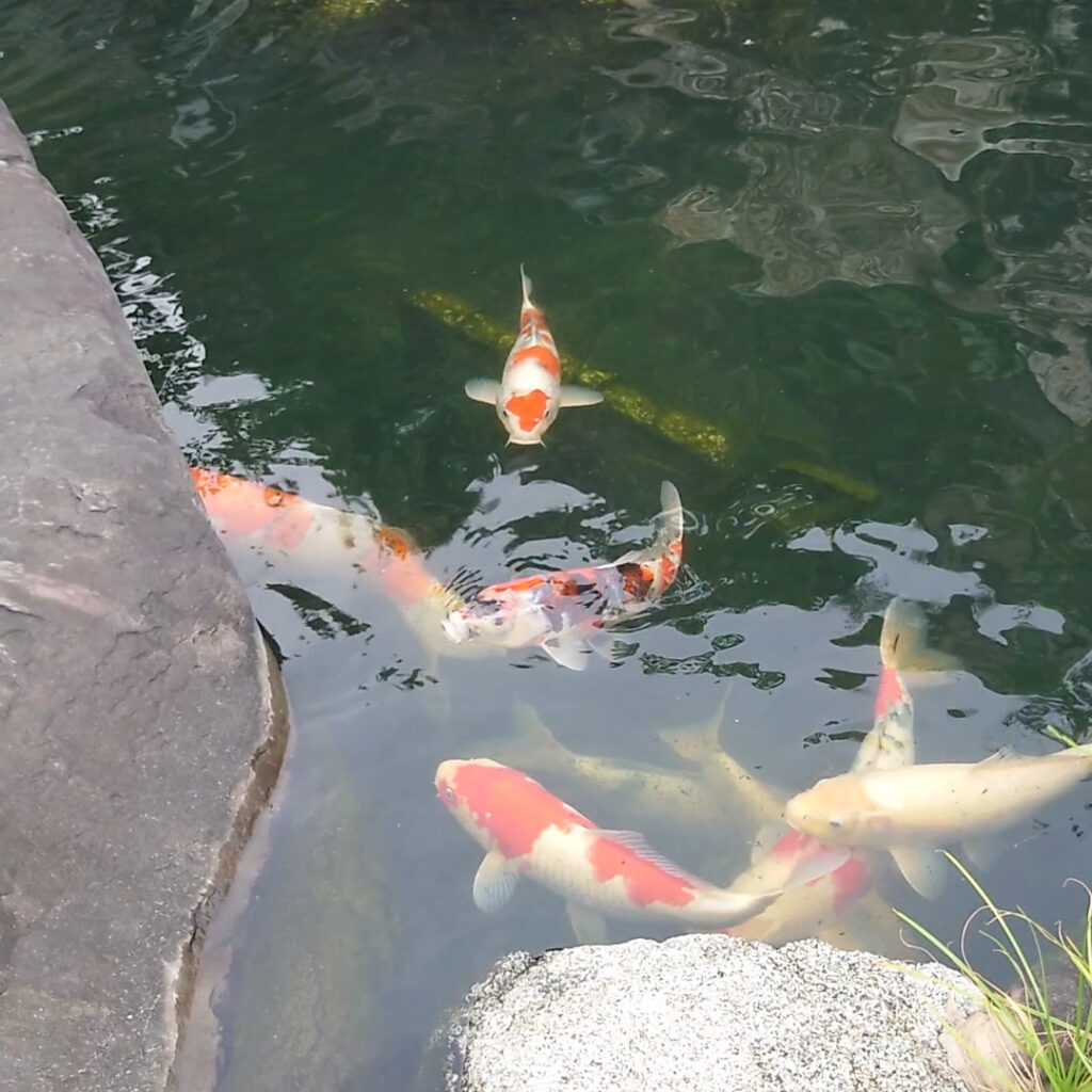 庭池の錦鯉