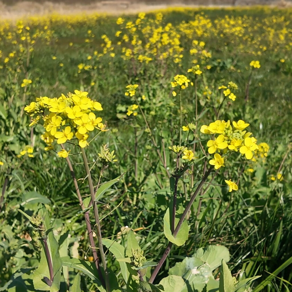 河川敷の菜の花