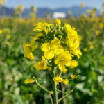 今年も菜の花を収穫して料理する